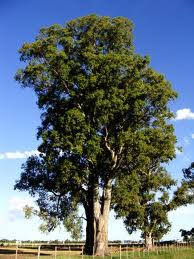 Aceite esencial de eucaliptus (eucalipto)
